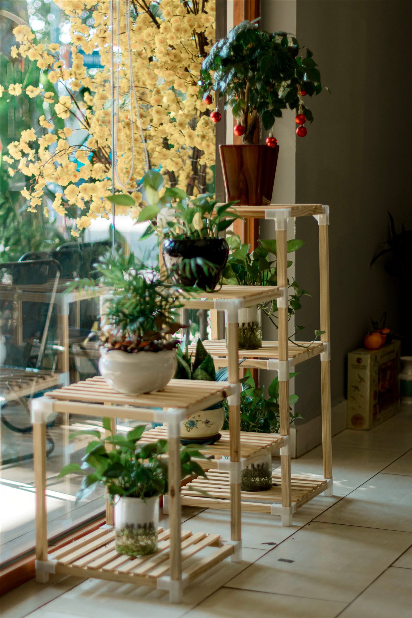 A varied indoor plant collection on wooden shelves