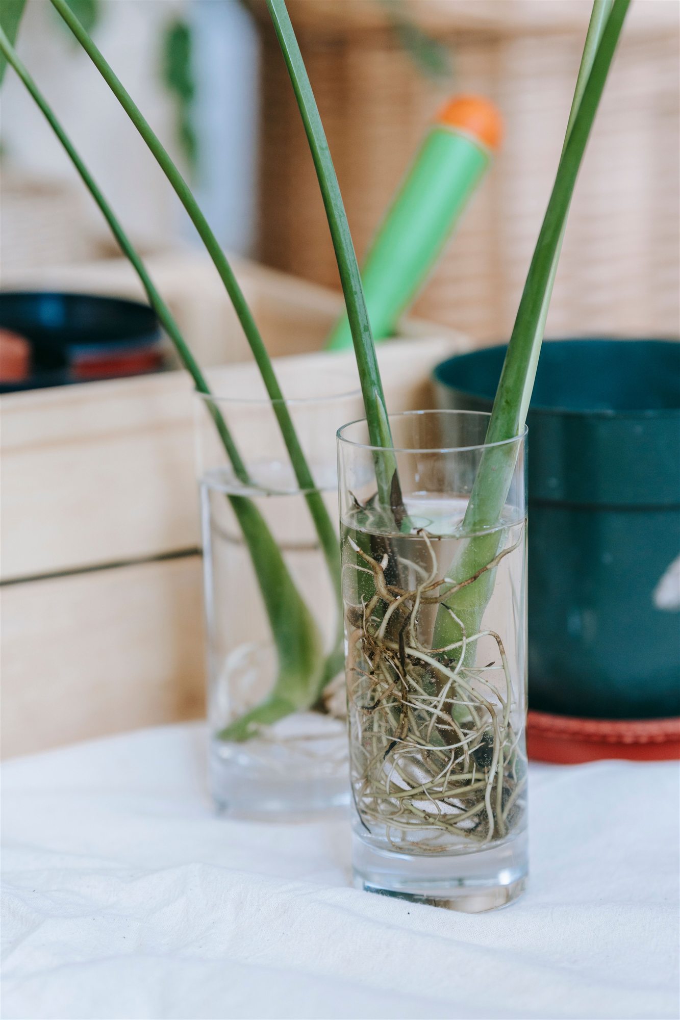 Real plant cuttings growing roots in clear glasses of water