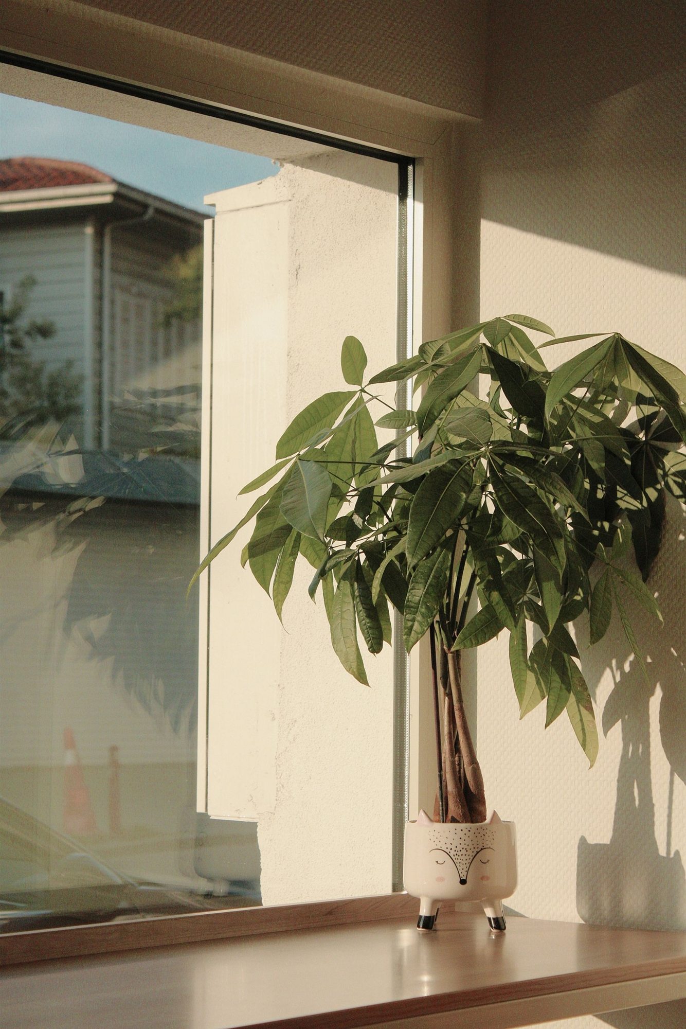 A healthy Monstera in bright natural light