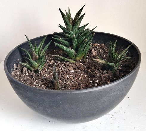 Fairy Washboard (Haworthiopsis limifolia) reference photograph