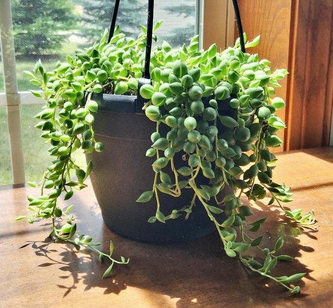 String of Raindrops (Curio herreanus) reference photograph