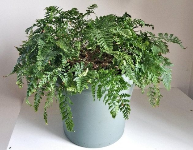 White Rabbit's Foot Fern (Davallia tyermannii) reference photograph