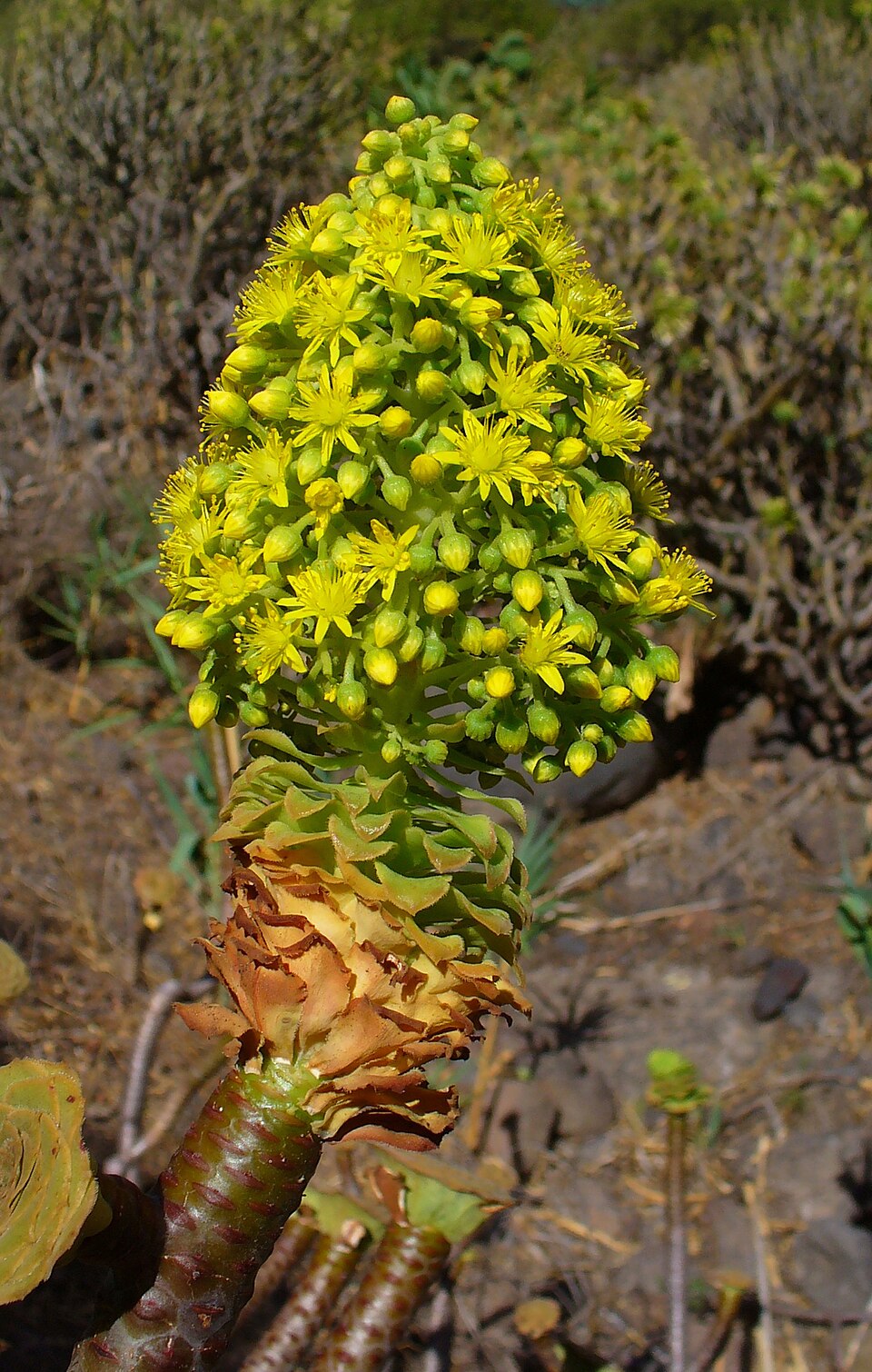 Tree Aeonium (Aeonium arboreum) reference photograph