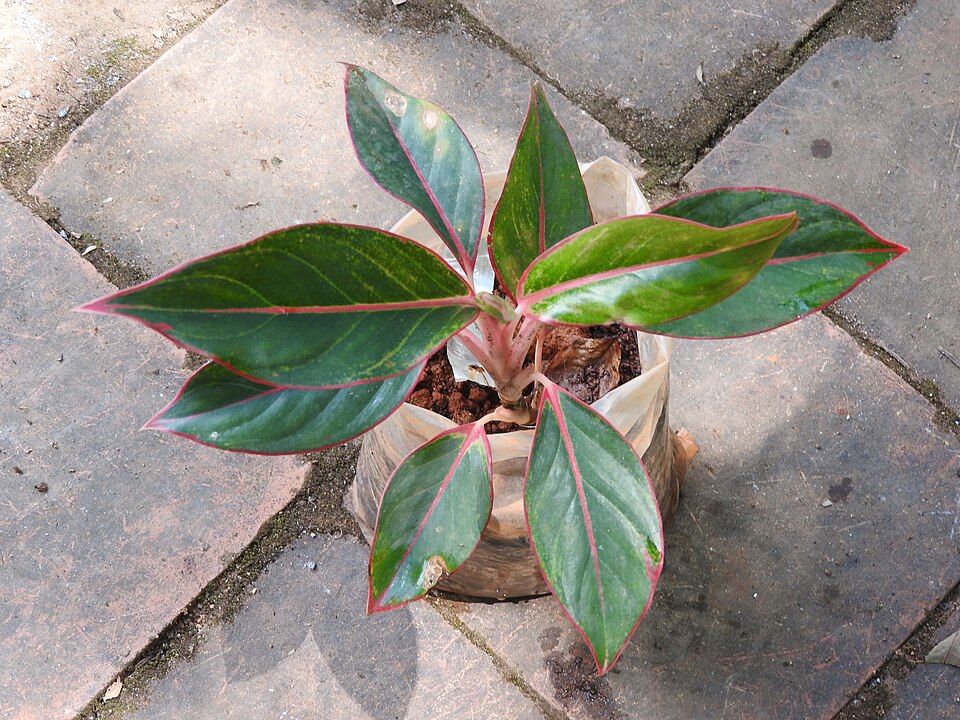 Siam Aurora Aglaonema (Aglaonema 'Siam Aurora') reference photograph