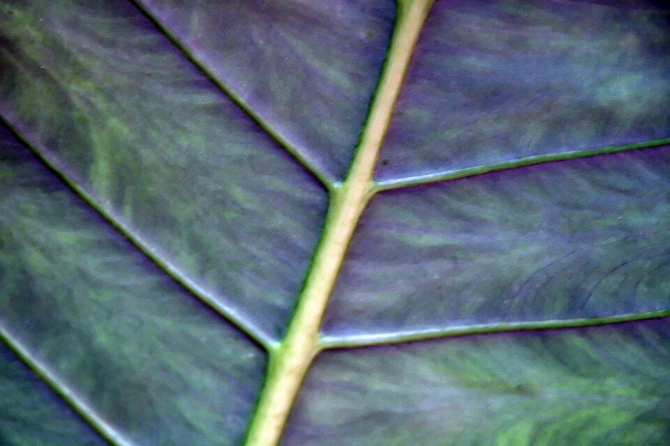 Zebra Alocasia (Alocasia zebrina) reference photograph