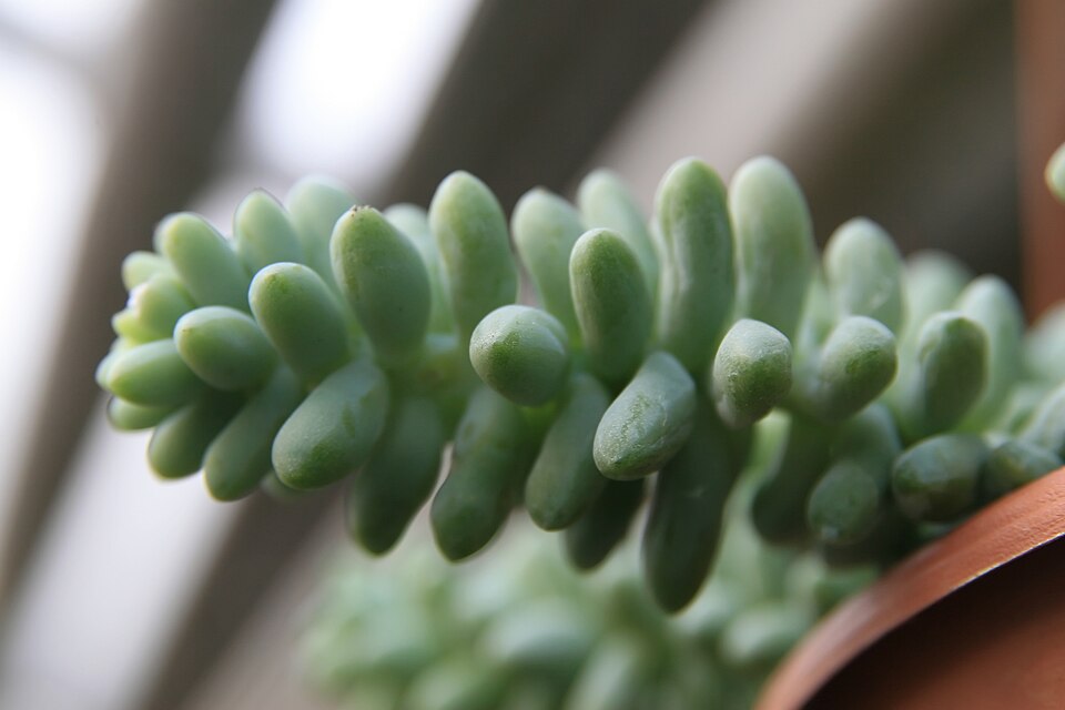 Burro's Tail (Sedum morganianum) reference photograph
