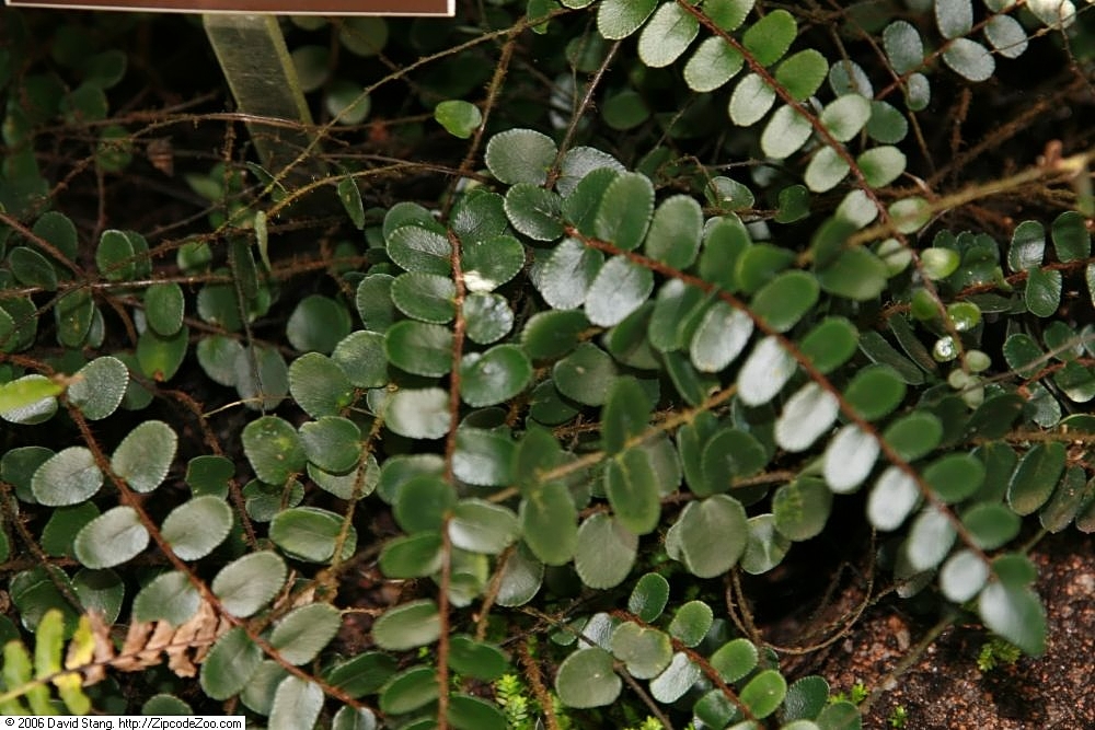 Button Fern (Pellaea rotundifolia) reference photograph
