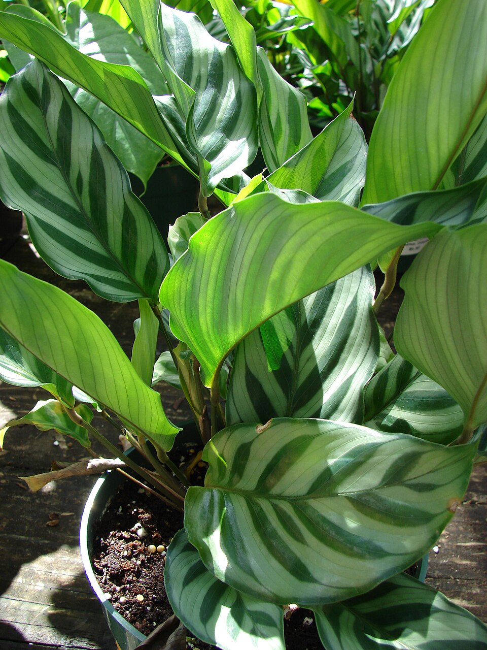 Calathea Freddie (Goeppertia concinna 'Freddie') reference photograph