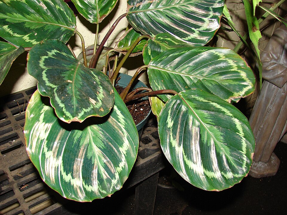 Calathea Medallion (Goeppertia roseopicta 'Medallion') reference photograph