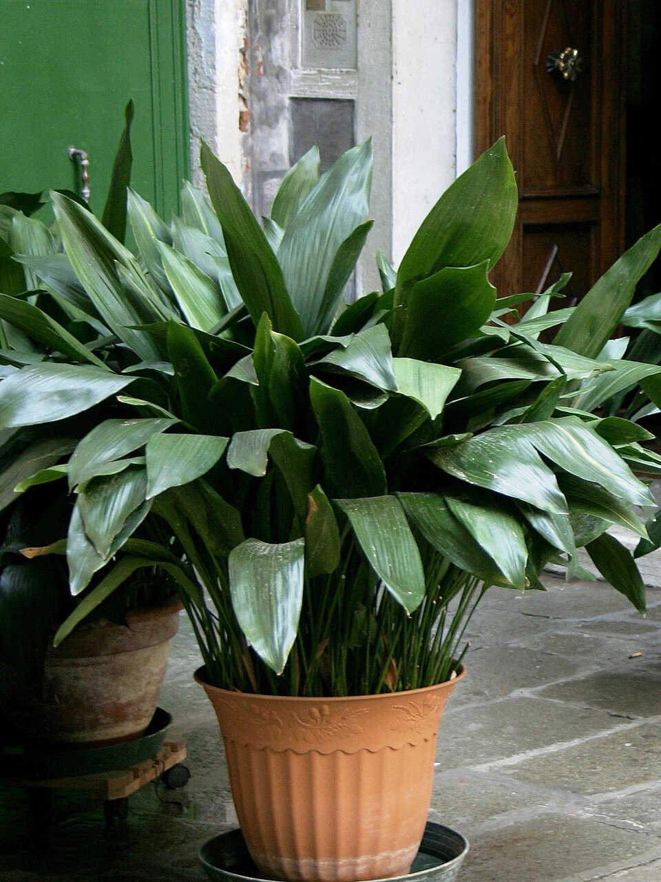 Cast Iron Plant (Aspidistra elatior) reference photograph