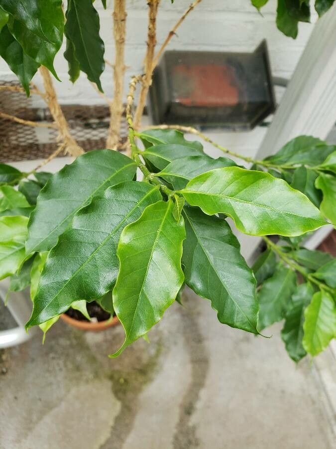 Coffee Plant (Coffea arabica) reference photograph