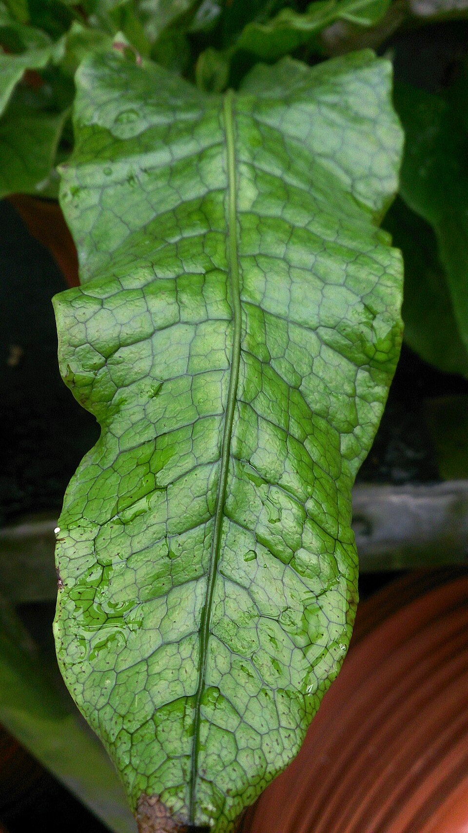 Crocodile Fern (Microsorum musifolium) reference photograph