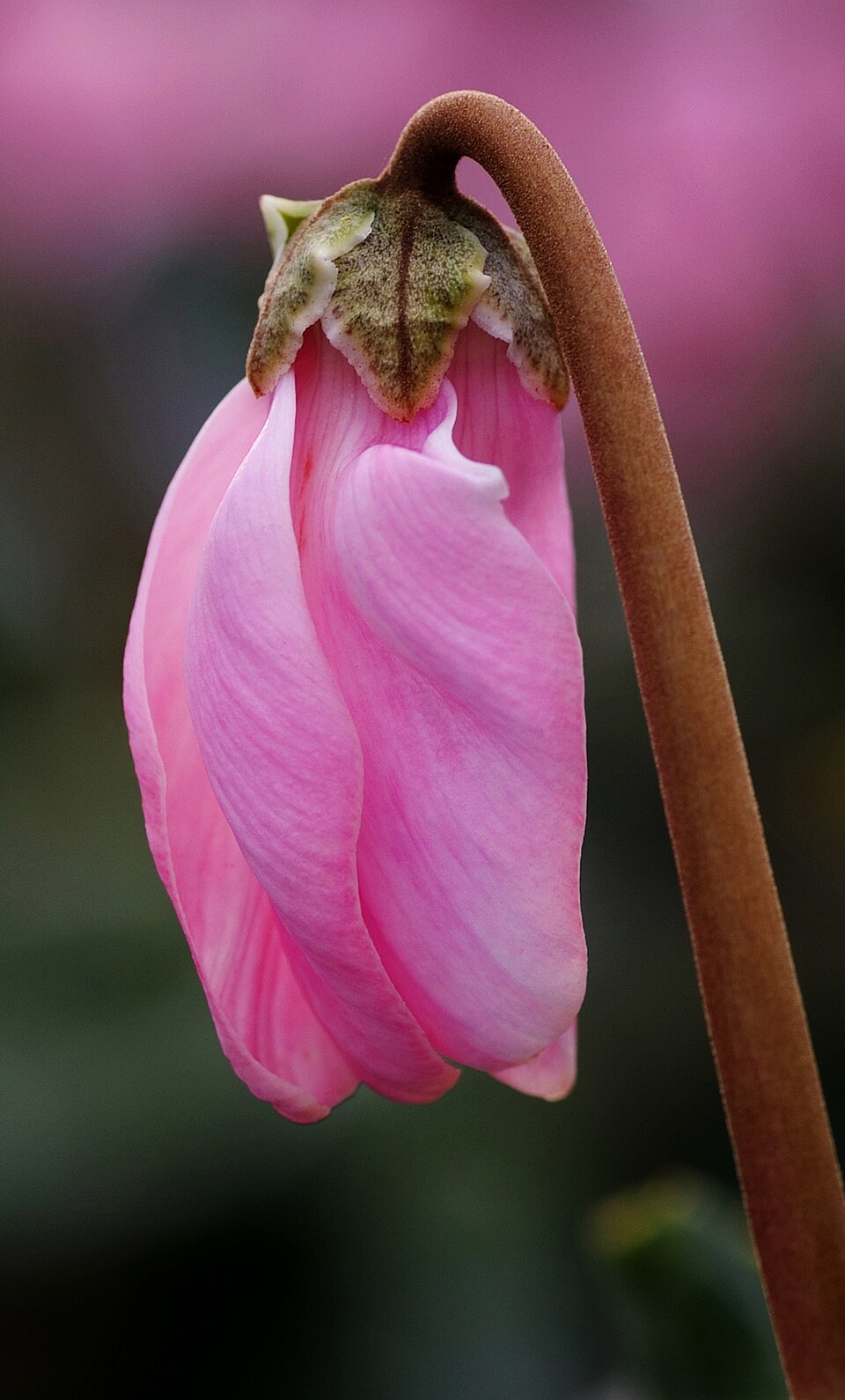Florist Cyclamen (Cyclamen persicum) reference photograph