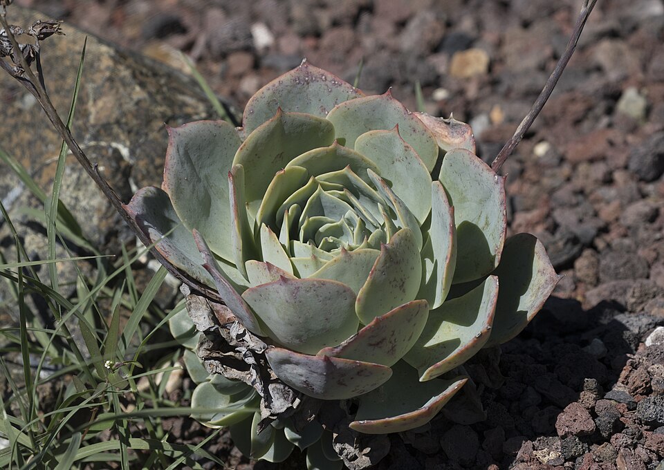 Mexican Snowball (Echeveria elegans) reference photograph