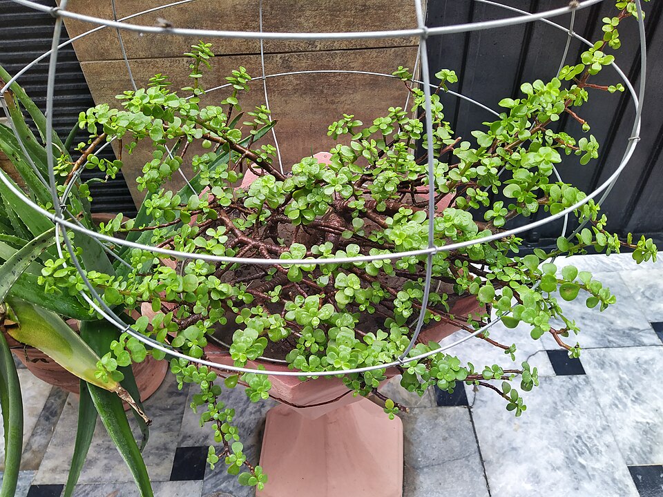 Elephant Bush (Portulacaria afra) reference photograph