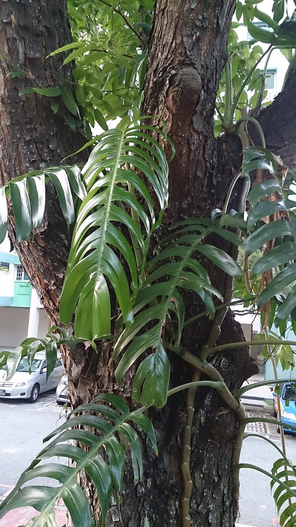 Dragon Tail Pothos (Epipremnum pinnatum) reference photograph