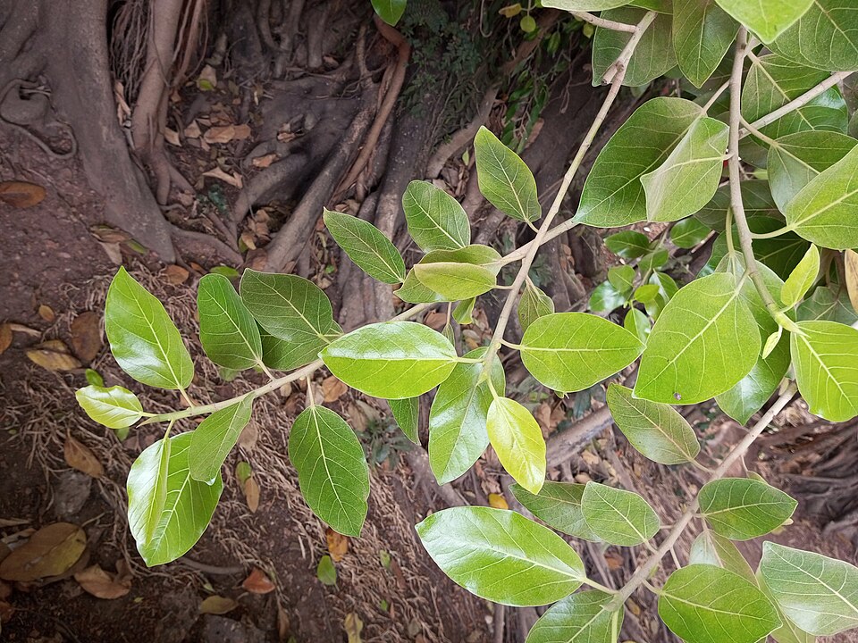 Ficus Audrey (Ficus benghalensis) reference photograph