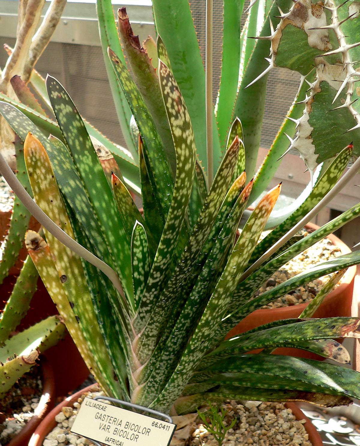 Ox Tongue (Gasteria bicolor) reference photograph