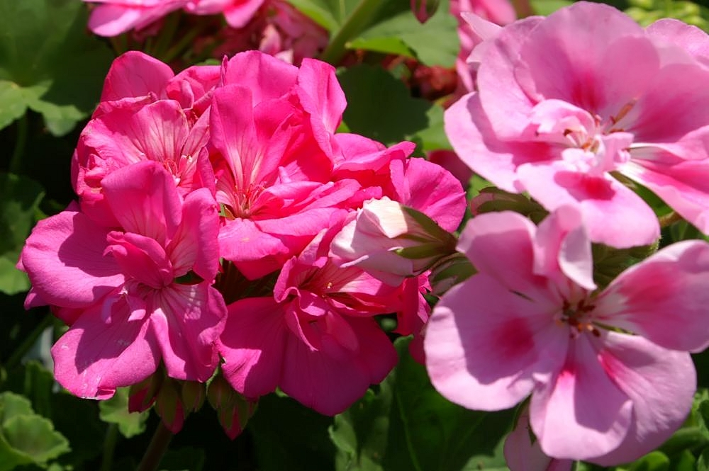 Zonal Geranium (Pelargonium × hortorum) reference photograph