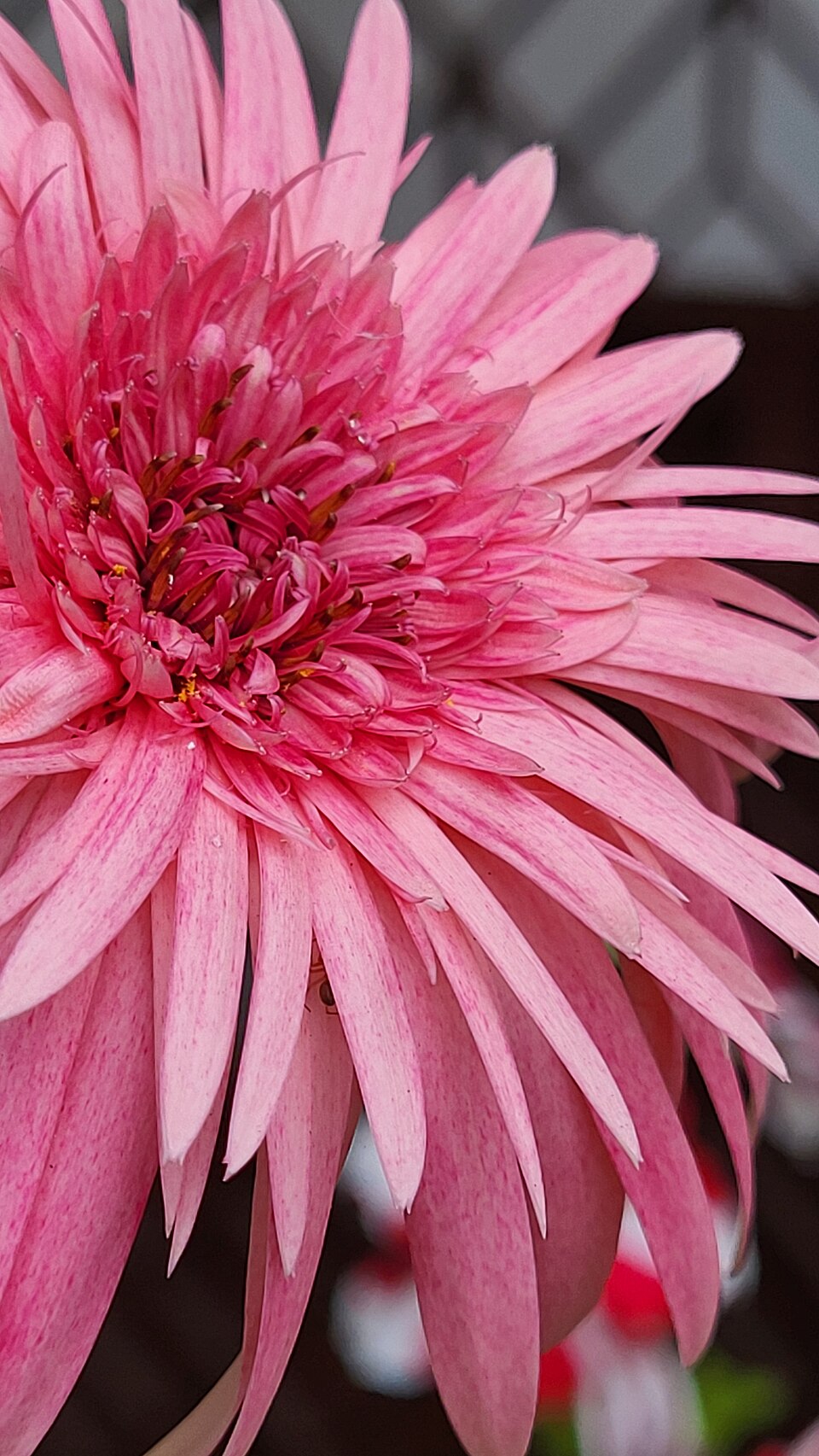 Gerbera Daisy (Gerbera jamesonii) reference photograph