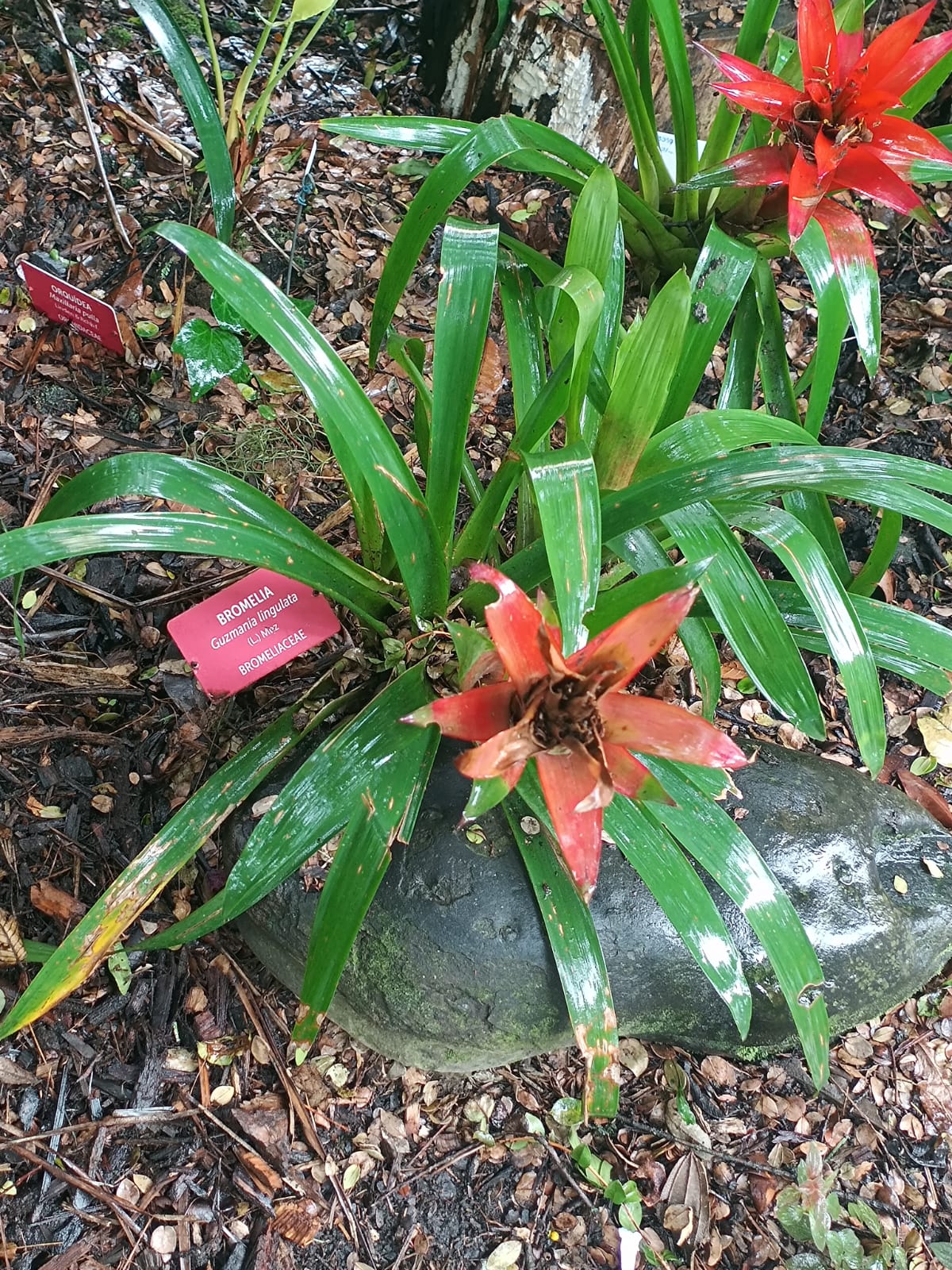 Guzmania Bromeliad (Guzmania lingulata) reference photograph