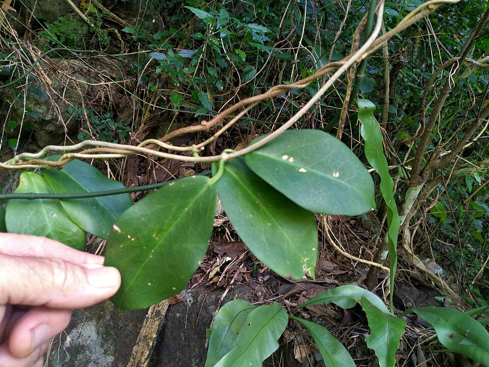Hoya Australis (Hoya australis) reference photograph