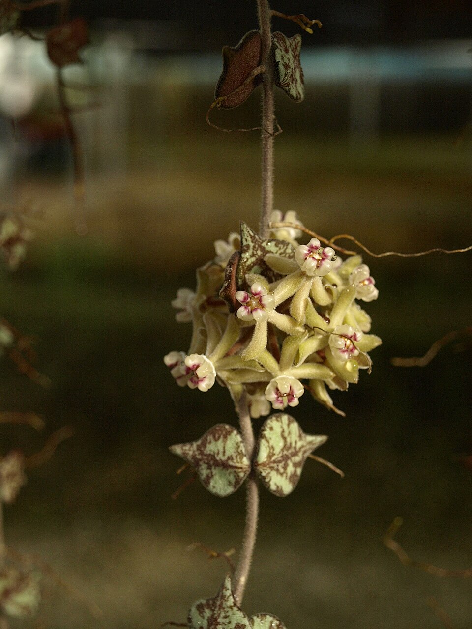 Hoya Curtisii (Hoya curtisii) reference photograph