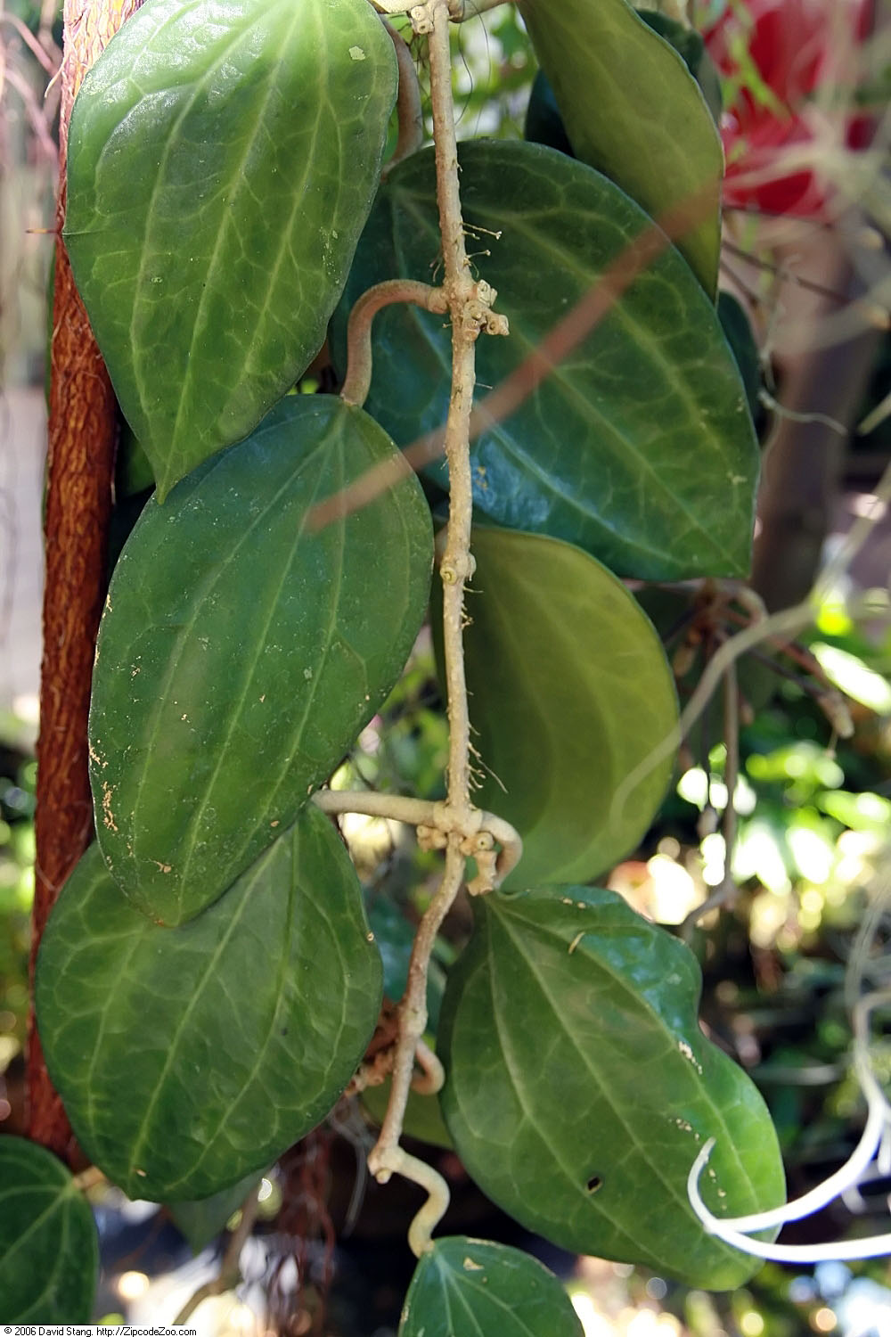 Hoya Latifolia (Hoya latifolia) reference photograph