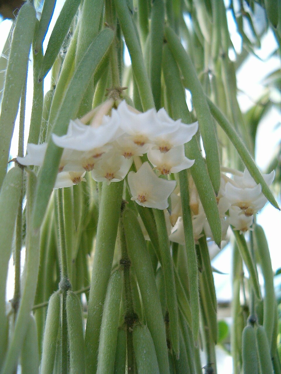 Hoya Linearis (Hoya linearis) reference photograph