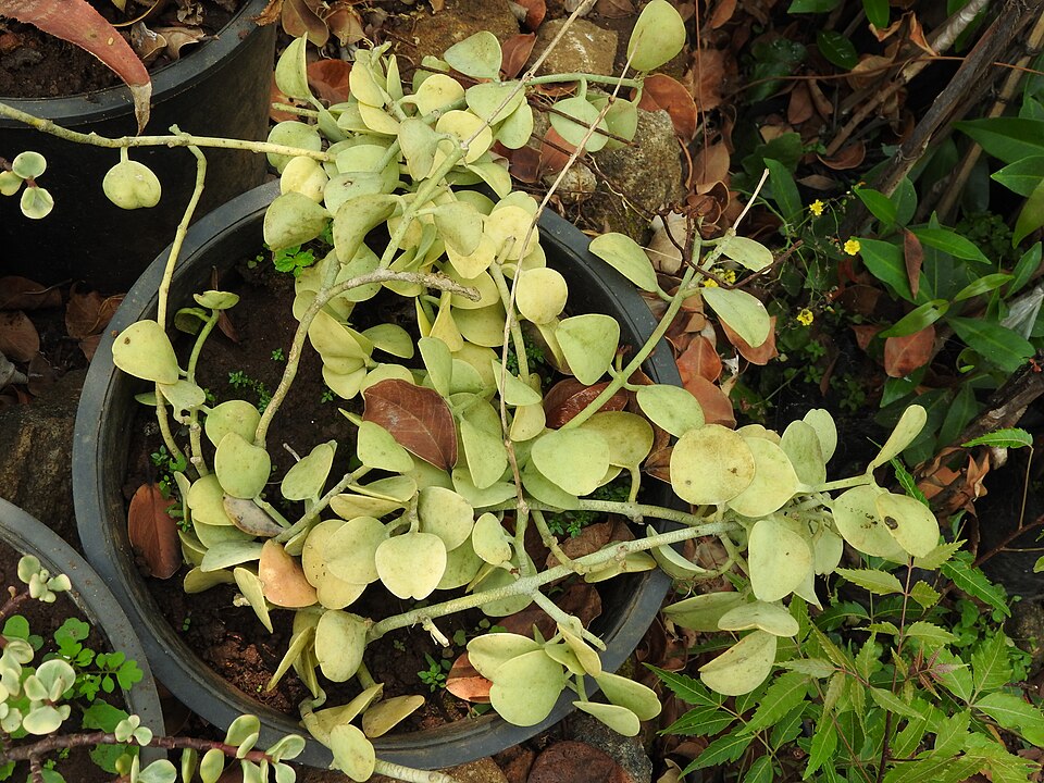 Hoya Obovata (Hoya obovata) reference photograph