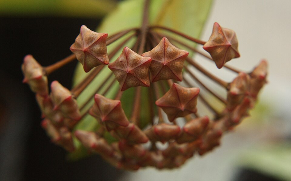 Hoya Pubicalyx (Hoya pubicalyx) reference photograph