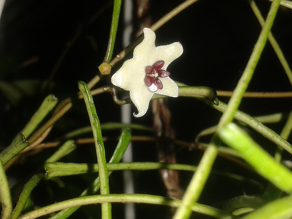 Hoya Retusa (Hoya retusa) reference photograph