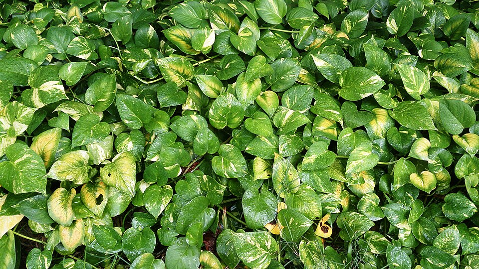 Jessenia Pothos (Epipremnum aureum 'Jessenia') reference photograph