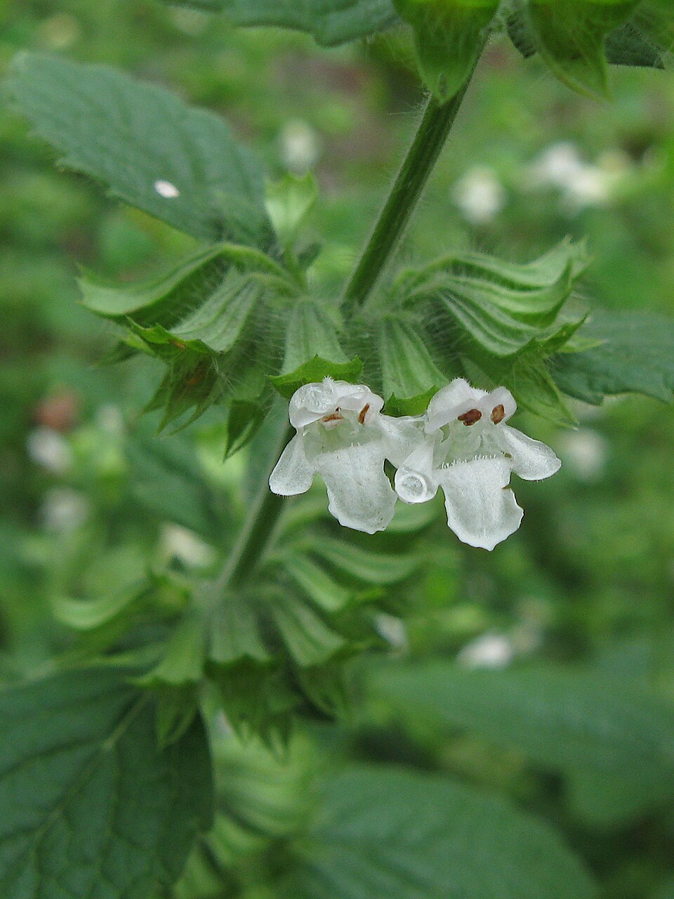 Lemon Balm (Melissa officinalis) reference photograph
