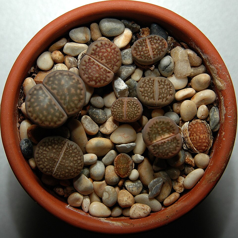 Living Stones (Lithops spp.) reference photograph