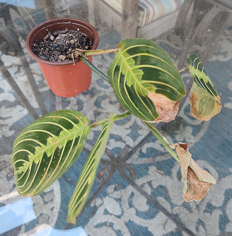 Lemon Lime Prayer Plant (Maranta leuconeura 'Lemon Lime') reference photograph