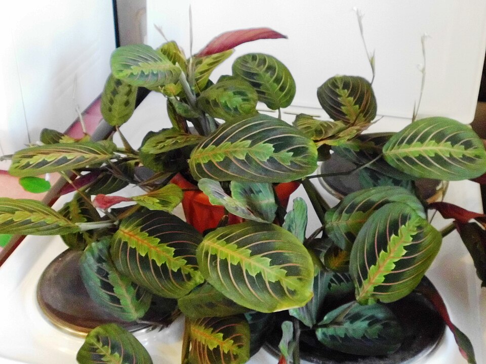 Red Prayer Plant (Maranta leuconeura var. erythroneura) reference photograph