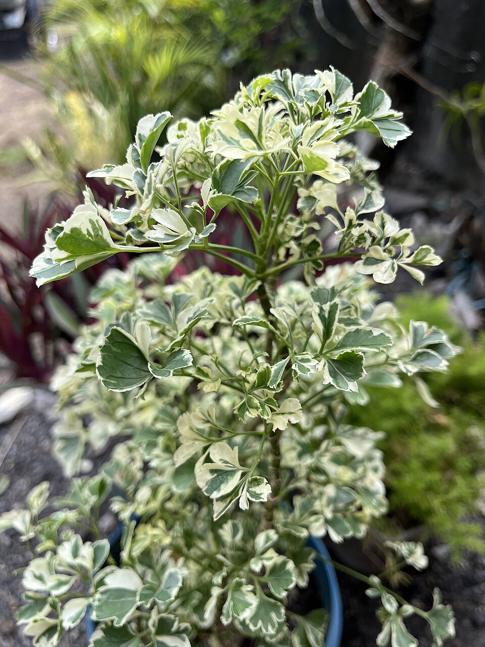 Ming Aralia (Polyscias fruticosa) reference photograph