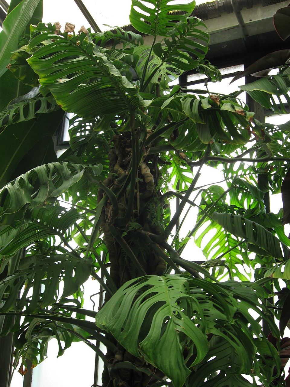 Monstera Esqueleto (Monstera epipremnoides 'Esqueleto') reference photograph