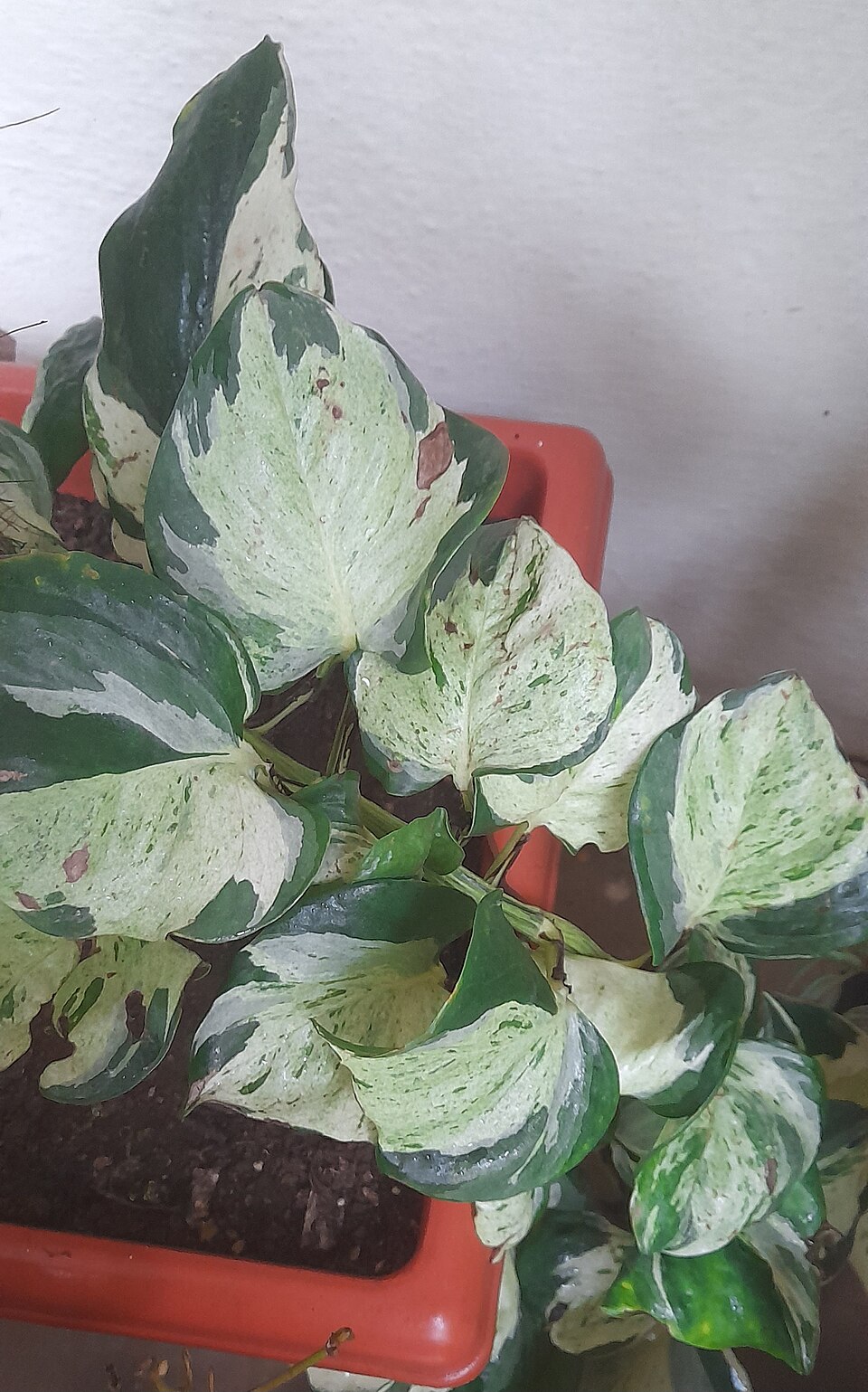N'Joy Pothos (Epipremnum aureum 'N'Joy') reference photograph