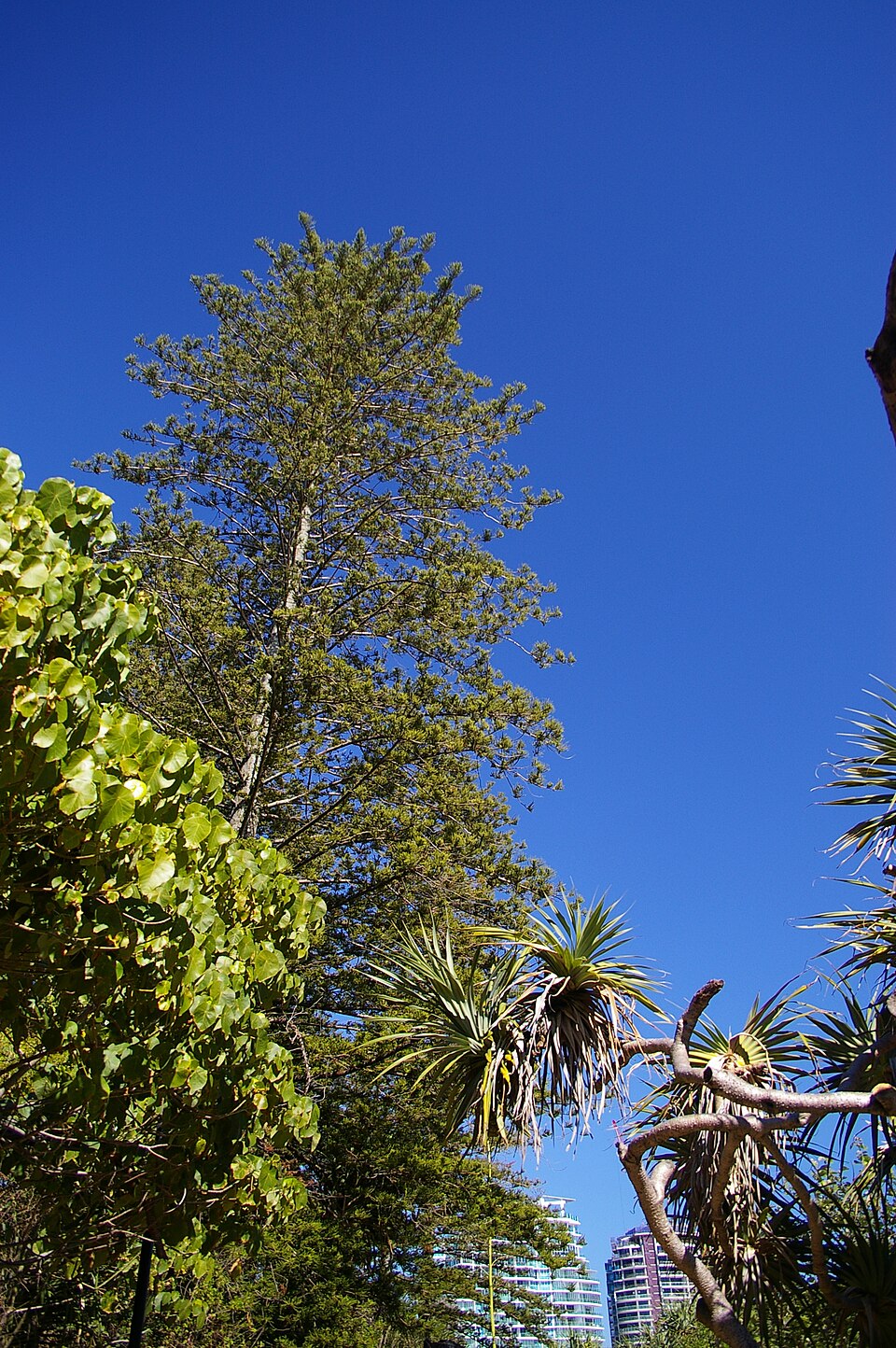 Norfolk Island Pine (Araucaria heterophylla) reference photograph