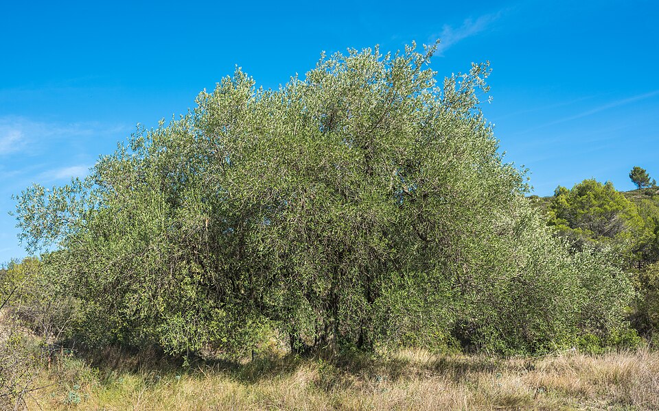 Olive Tree (Olea europaea) reference photograph