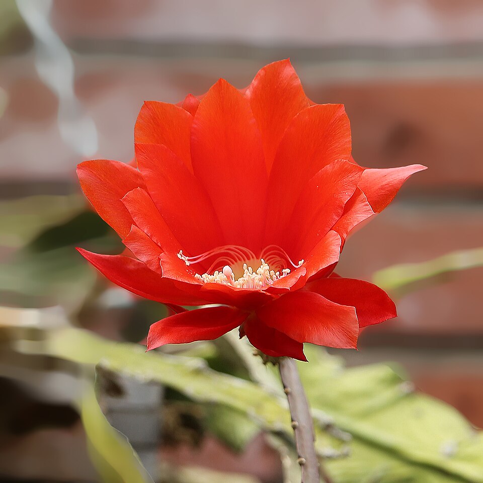 Orchid Cactus (Disocactus ackermannii) reference photograph