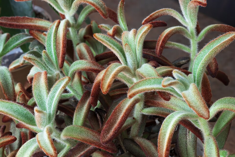 Panda Plant (Kalanchoe tomentosa) reference photograph