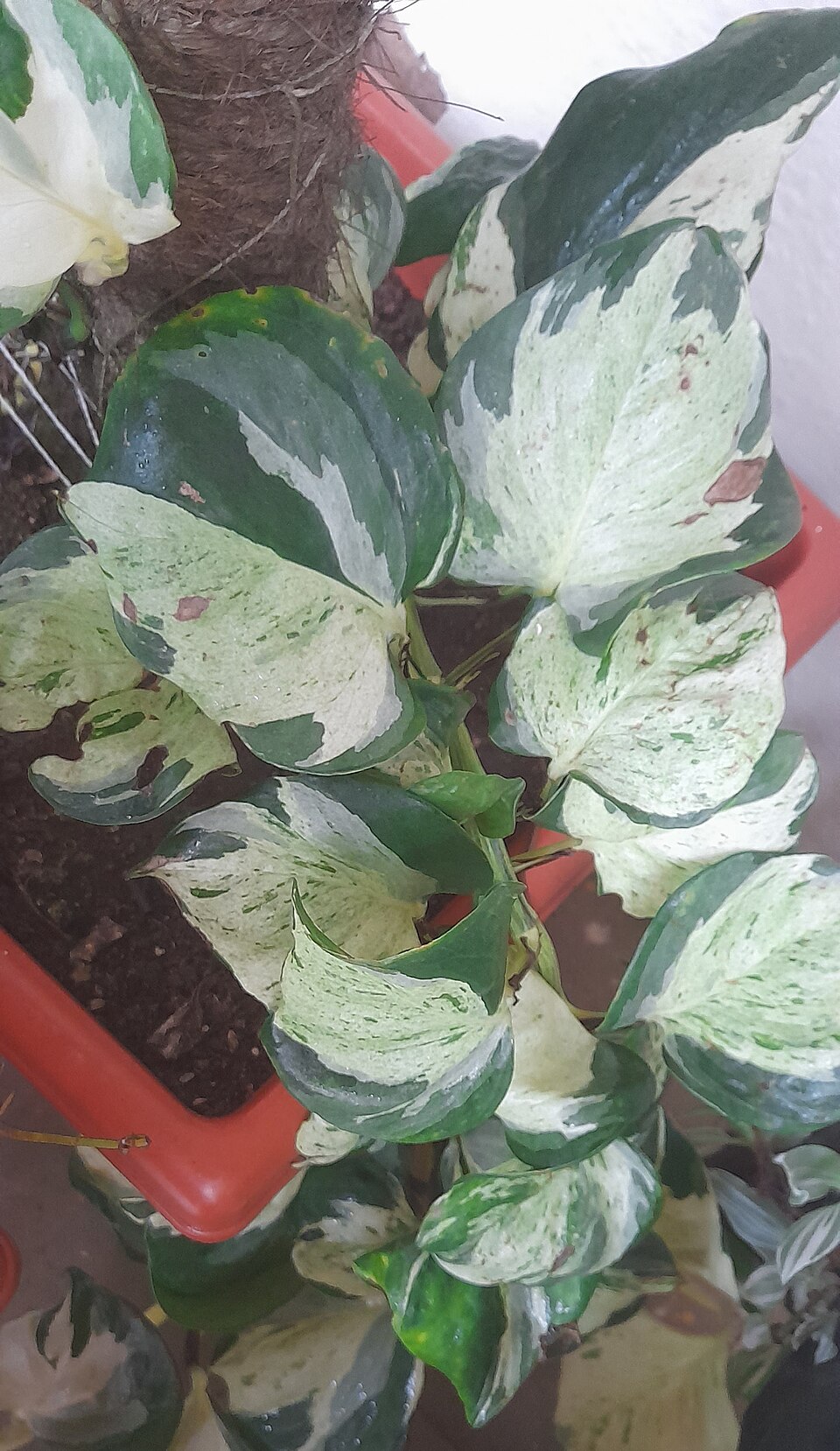 Pearls and Jade Pothos (Epipremnum aureum 'Pearls and Jade') reference photograph