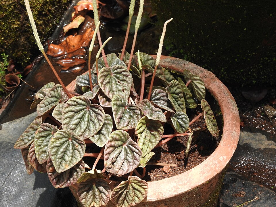 Ripple Peperomia (Peperomia caperata) reference photograph