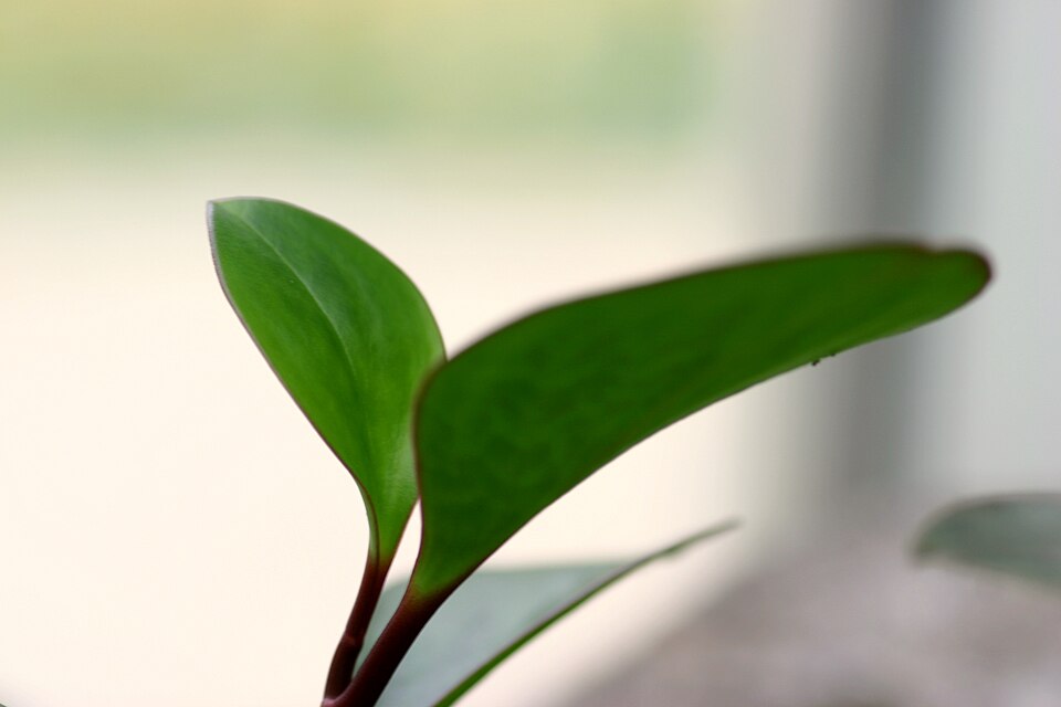 Ginny Peperomia (Peperomia clusiifolia) reference photograph