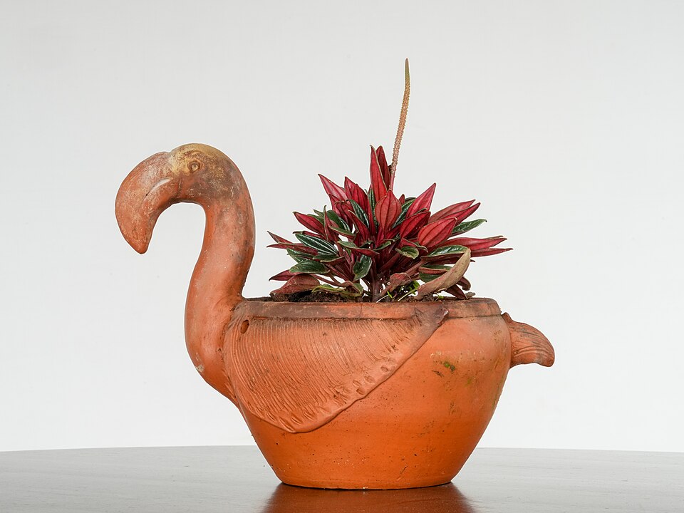 Peperomia Hope (Peperomia 'Hope') reference photograph