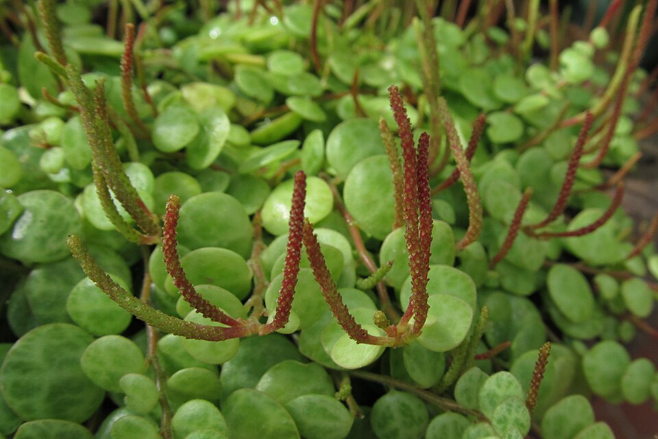 String of Turtles (Peperomia prostrata) reference photograph
