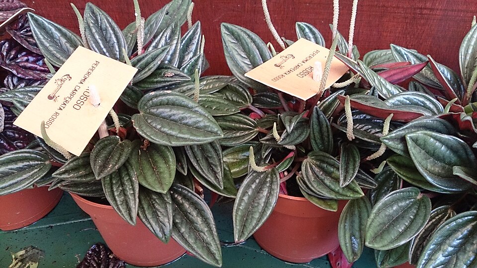 Peperomia Rosso (Peperomia caperata 'Rosso') reference photograph